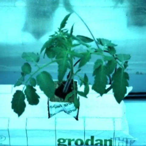 thumbnail for publication: Production Systems—Florida Greenhouse Vegetable Production Handbook, Vol 2